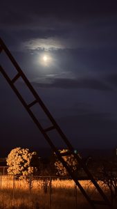 علی ذوالفقاری